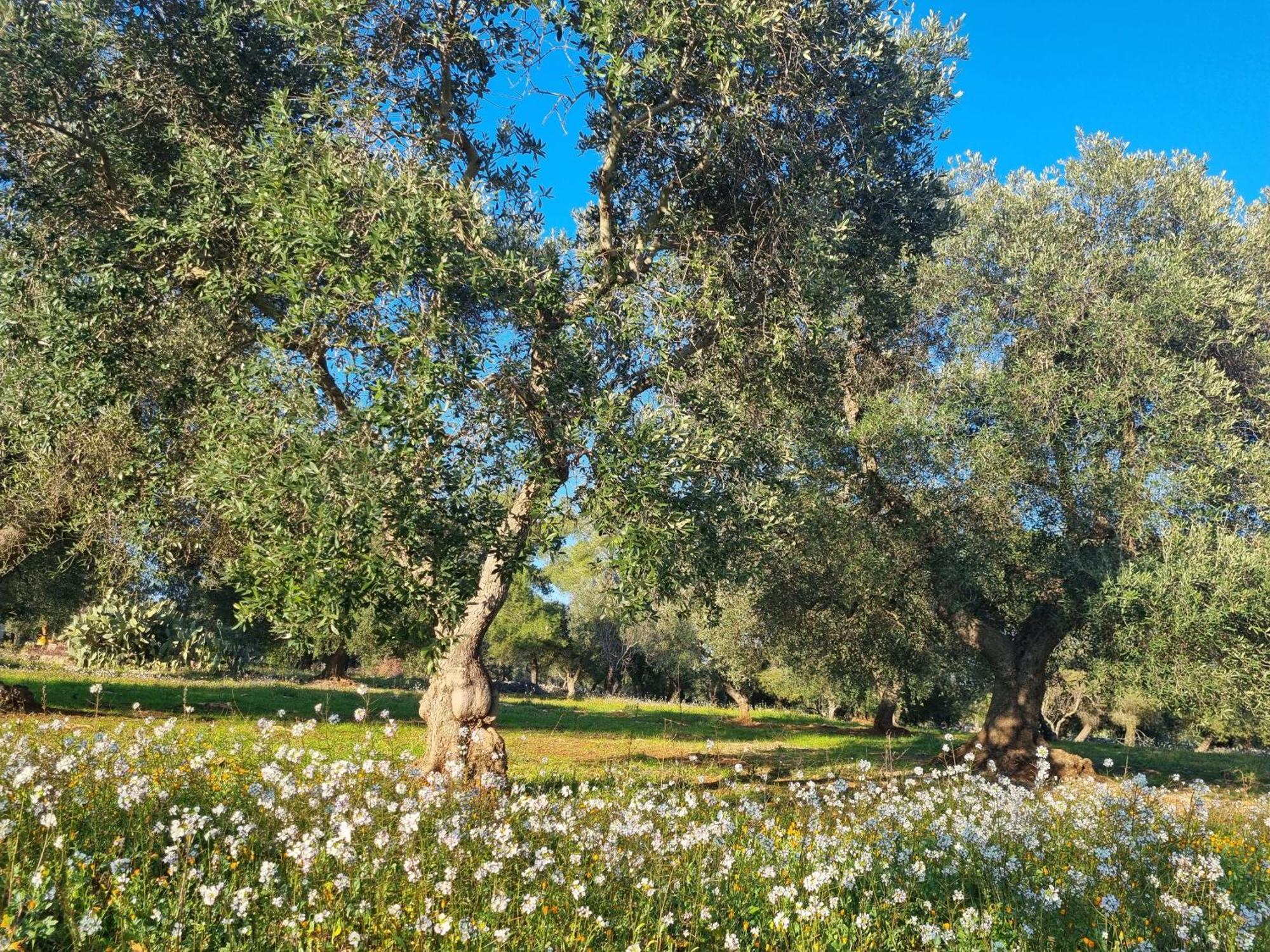 Bed and Breakfast Trulli Di Spinaruta Гротталье Экстерьер фото